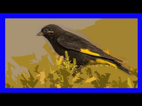 Stehlík čierny (Spinus atratus) — video o speve a chove