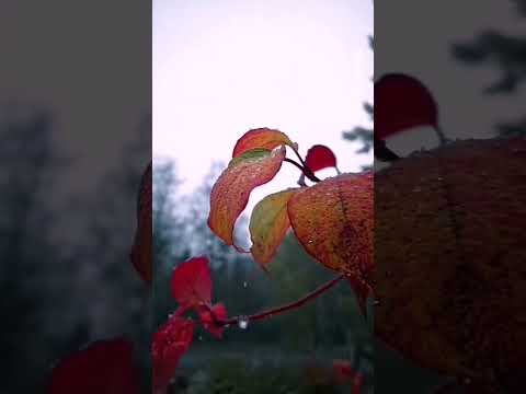 Sibel Pamuk #türkü #türküler #türkülerimiz #türkhalkmüzigi #müzik #uzunyolmuzikleri