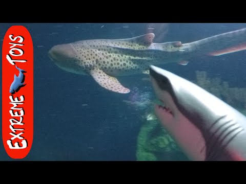 Hungry Great White Shark Toy tries to eat all of the Sea Creatures at the Aquarium. Video