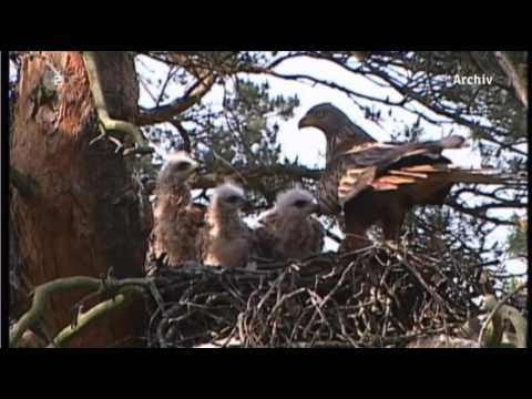 ZDF heute vom 26.06.2017