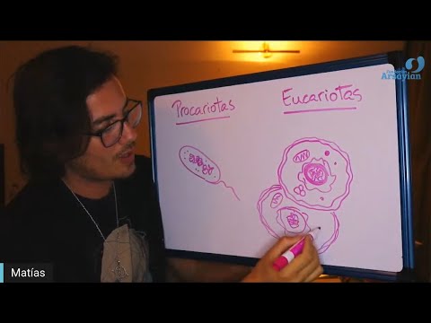 Day 295 Edición en Español - DIGESTIVO - Spanish edit- Matias De Stefano