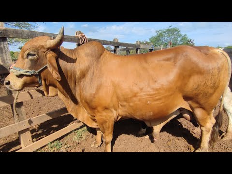 feira do gado de Buíque PE dia 06/12 2025