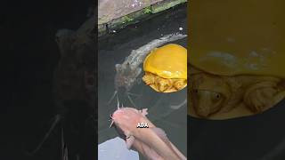 Download lagu cuma disini😍LELE BLOROK JUMBO,BULUS KUNING, LELE PUTIH DI KOLAM INI‼️ #shorts mp3 Download lagu cuma disini😍LELE BLOROK JUMBO,BULUS KUNING, LELE PUTIH DI KOLAM INI‼️ #shorts mp3