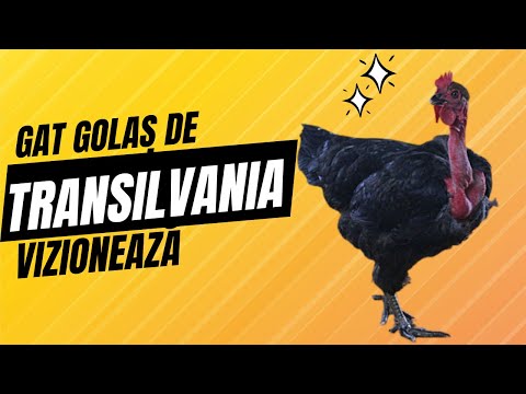 , title : 'Rasa gaina - Găt Golas de Transilvania origine Romania'