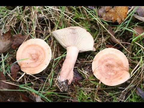 Lactarius decipiens