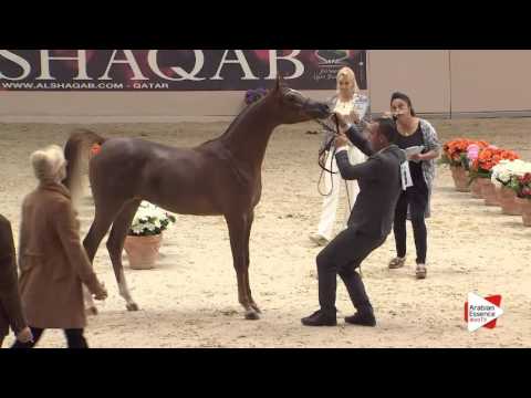 N.13 MARANTA MONISCIONE - Milan 2016 - Yearling Fillies (Class 1B)