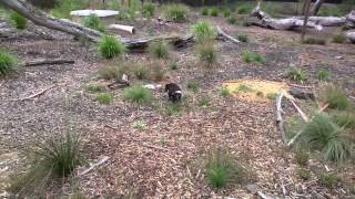 preview picture of video 'Tasmanian Devil at Healesville Sanctuary'