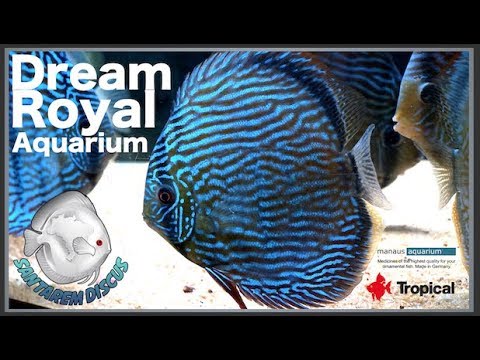 Dream Royal Aquarium