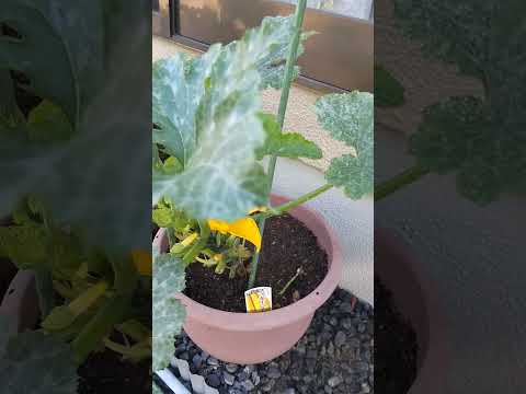 ズッキーニの隣に置いてはいけない野菜は何ですか?彼らは彼らの成長にどのような影響を与えるのでしょうか？  庭園