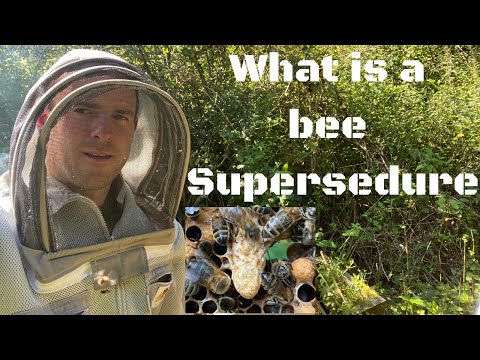How To Tell If Your Bees Are Superseding The Queen!