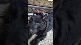 Video preview image #5 Scottish Terrier-Unknown Mix Puppy For Sale in GRAND MARAIS, MN, USA