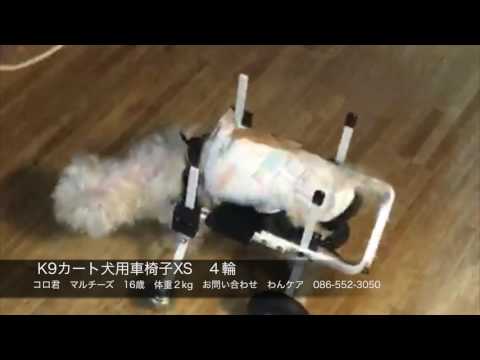 マルチーズのコロ君　４輪の犬用車椅子に挑戦