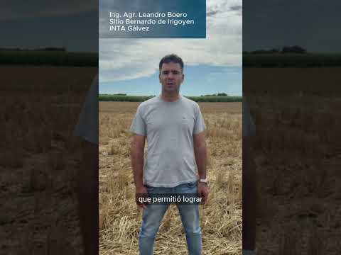 🌾 El TRIGO protagonista de una campaña histórica