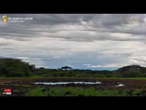 African Wildlife Stream
