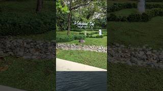 First time seeing Mahogany Bay like this #roatan #cruisevlog #tropical