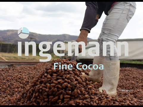 Sustainable farmers - The Cacao Industry - Bean to Bar From Nicaragua to Gaspésie  (PART 1)