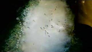 April_7_08_Angelfish_Hatch_2_Days_Old