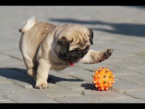 Funniest and Cutest Pug Dog Videos Compilation 2020