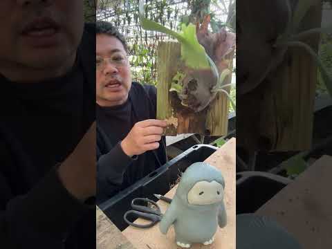 おいしいジャガイモを栽培するためのヒントとテストされた方法のガイドをお楽しみください  庭園