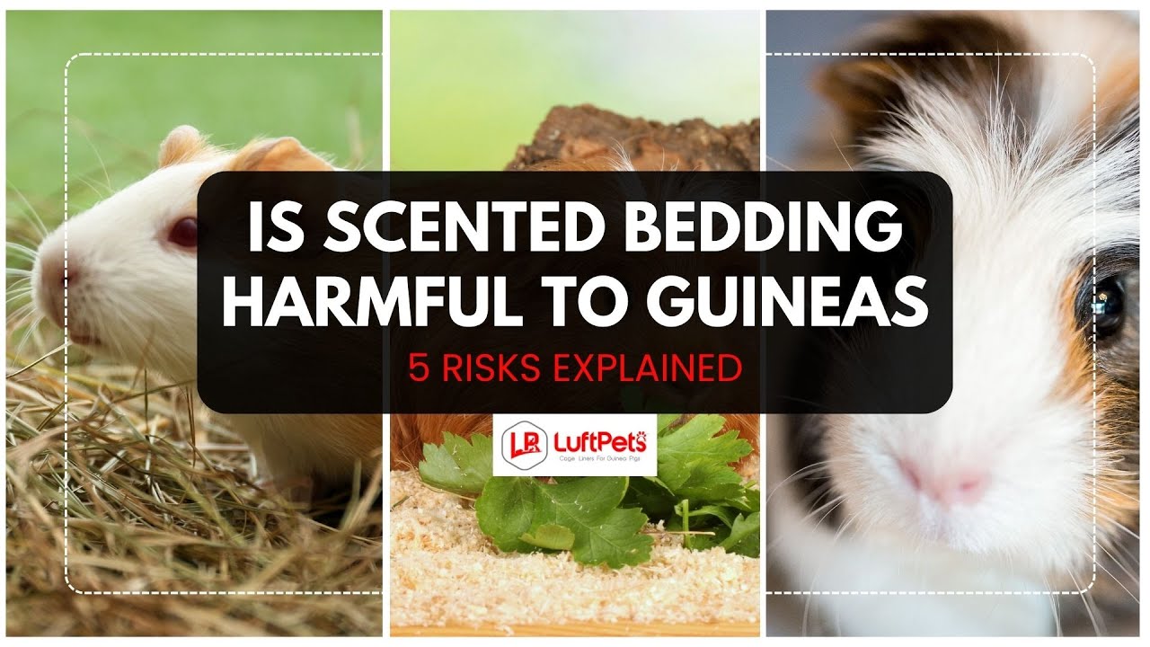 Is Scented Bedding Safe for Guinea Pigs?