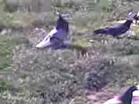 Shpici i nehatit tu rre krah mitrovic