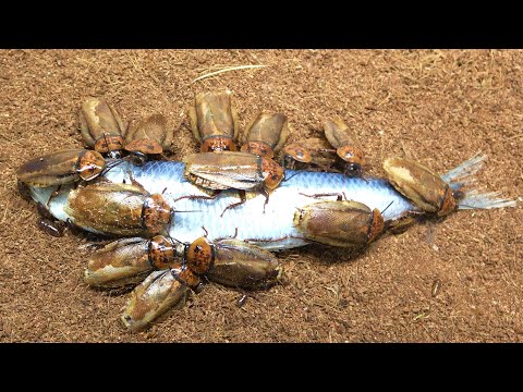 ゴキブリは何を食べるの?