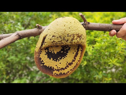 Dera Sadam Awan Kay jungle Se Honey Utar Kar With Cutting Process #purehoney  #foresthoney