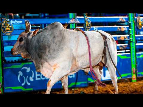 Rodeio de MATÃO-SP 2025 - Disputa Final em Touros