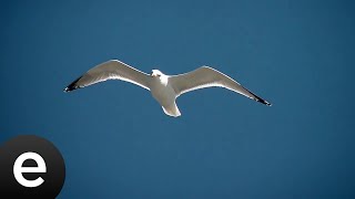 Yedi Karanfil (Seven Cloves) - Yaşanılan - Official Audio