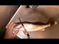 How to fillet clean a Walleye in less than 1 minute (no bones).