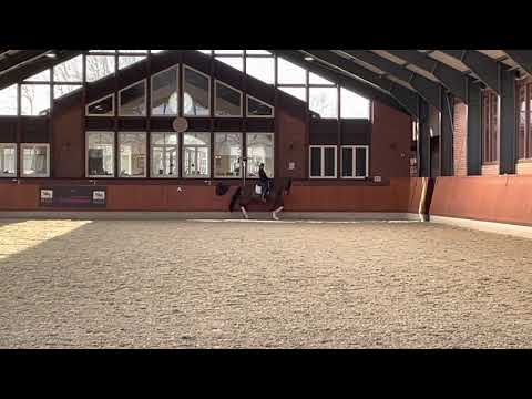 Faible, Holsteiner Power! 💕