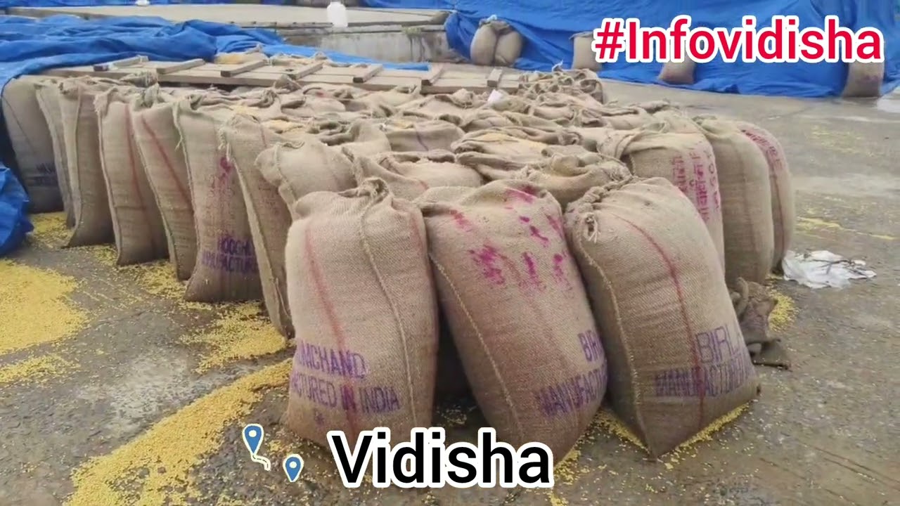 विदिशा मंडी में बारिश से भीगा सैकड़ों क्विंटल अनाज।,हुआ बर्बाद, विदिशा सांसद देश के कृषि मंत्री है।