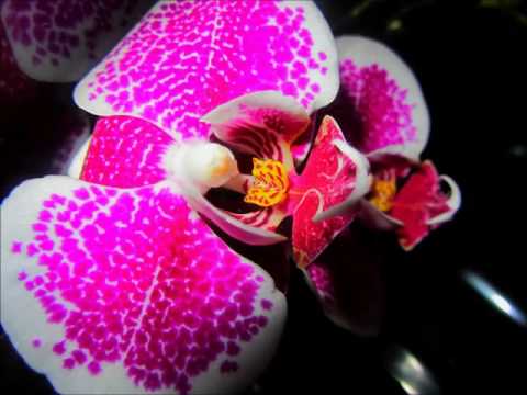 Abraham Hicks - 30 Day Better Feeling Thought Process