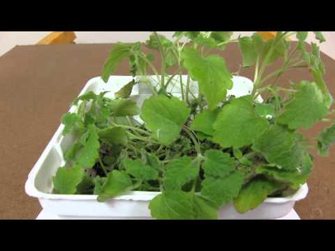 Time Lapse Catnip Plant HD