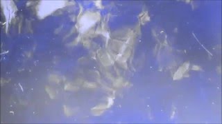 jacaszek - elegia (experimental film)