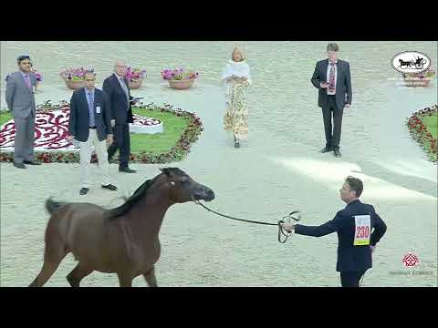 N 230 D JARI   Sharjah International Arabian Horse Festival 2022   Stallions 4 6 Years Old Section B