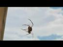 Sarah Mclachlan Ordinary Miracle From Charlotte S Web Ost