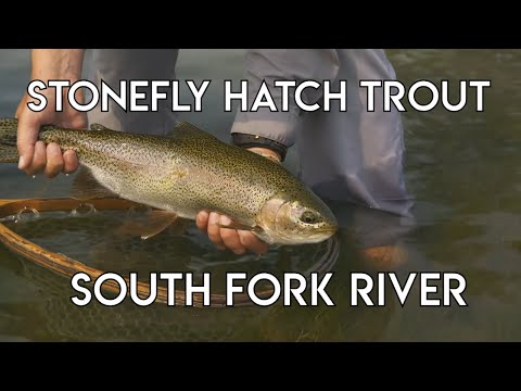Fishing with Mutant Stoneflies | South Fork of the Snake River
