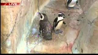 preview picture of video 'GDW6WED Penguins at the NEW Zoo in Suamico'