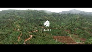 TEA ADDICTS - Moonlight White, Yue Guang Bai, Weisser Tee aus Yunnan, China