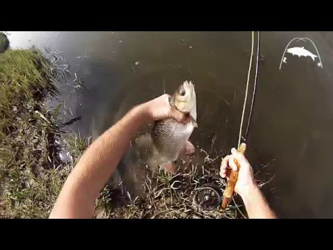 Műlegyes jászozás- Ide on the Fly - Fliegenfischen auf Orfe im Zagyva