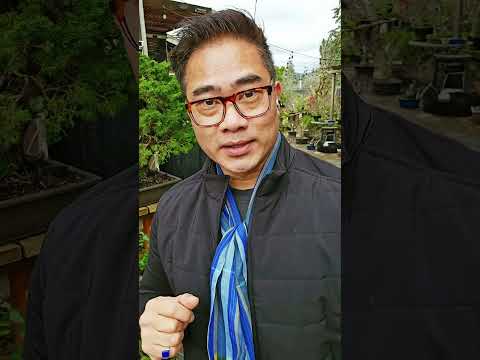 Introducing The Bonsai X (Xperience) www.thebonsaix.com#bonsai #bonsaix #bonsaiclasses