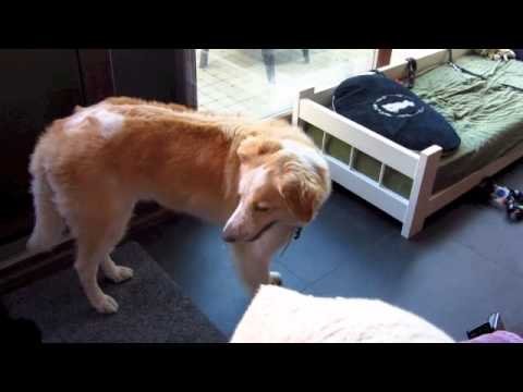 Fleece Fun, met Megana en Bowie