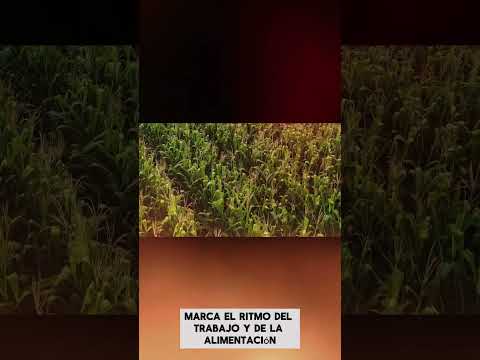 Las chacras dan vida.