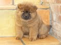 Chow Chow - Chow dog Rosie meets little sister Tessie