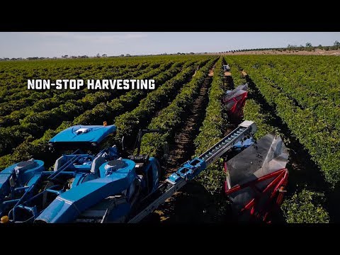 Modern Grape Harvesting - Amazing Totals