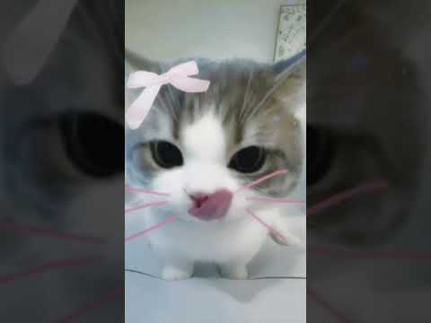 #catlover#cat#edit#japanese#animal#pet#fyp