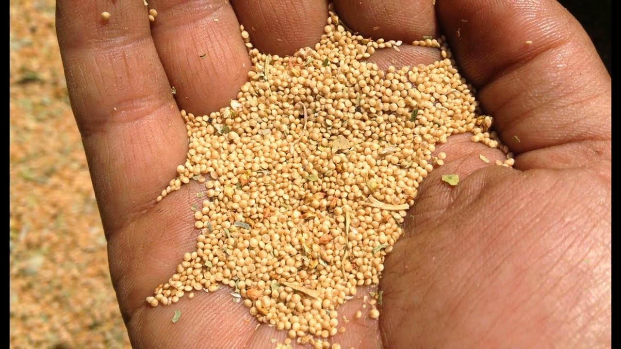 CKLA Unit 8 Lesson 2 Read Aloud: Changing Ways of Life