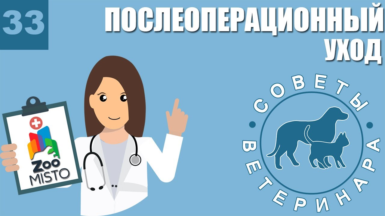 Послеоперационный уход за животным | Что делать после операции | Советы Ветеринара