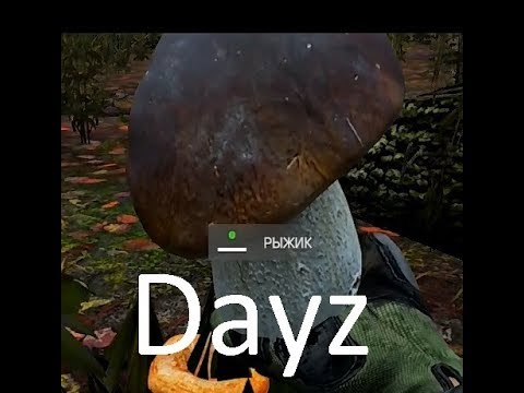 Грибы в дейз. Шиповник дейз. Day z геймплей. Dayz грибы. Гриб агарикус dayz.